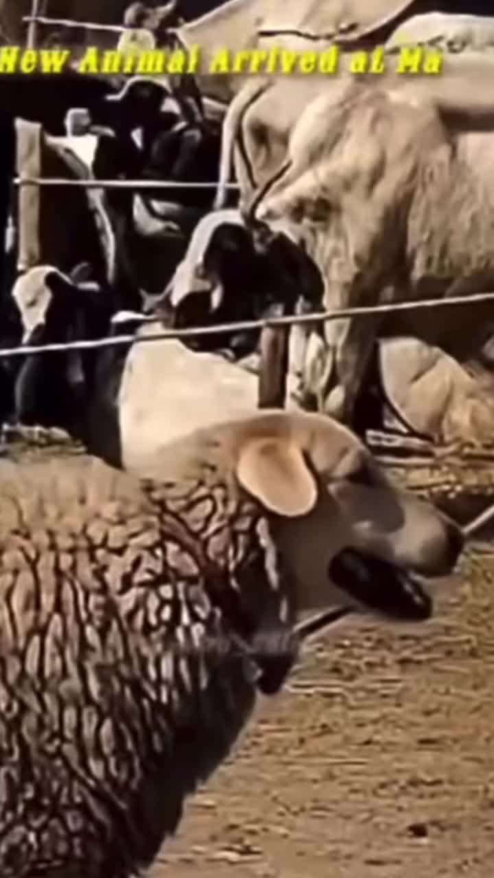 @drferoozshah