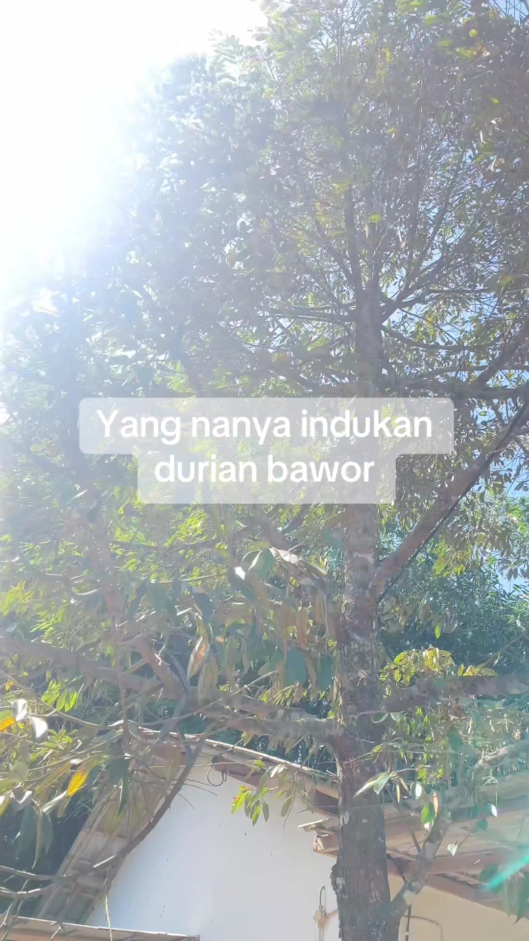 @RATU BIBIT