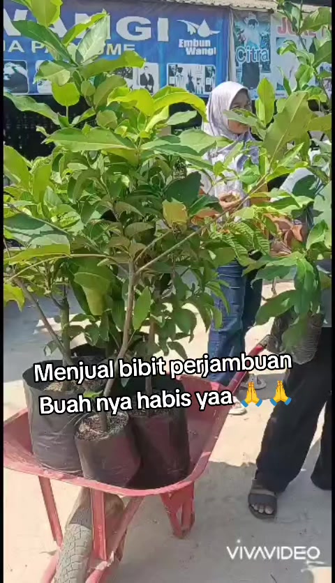 @Bibit khusus samarinda
