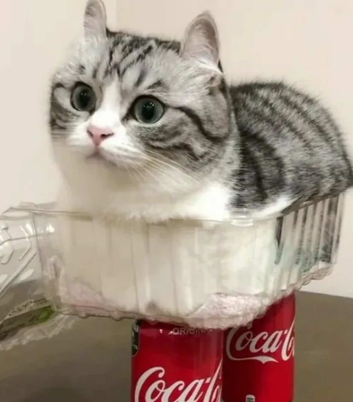@твич: qivwi1