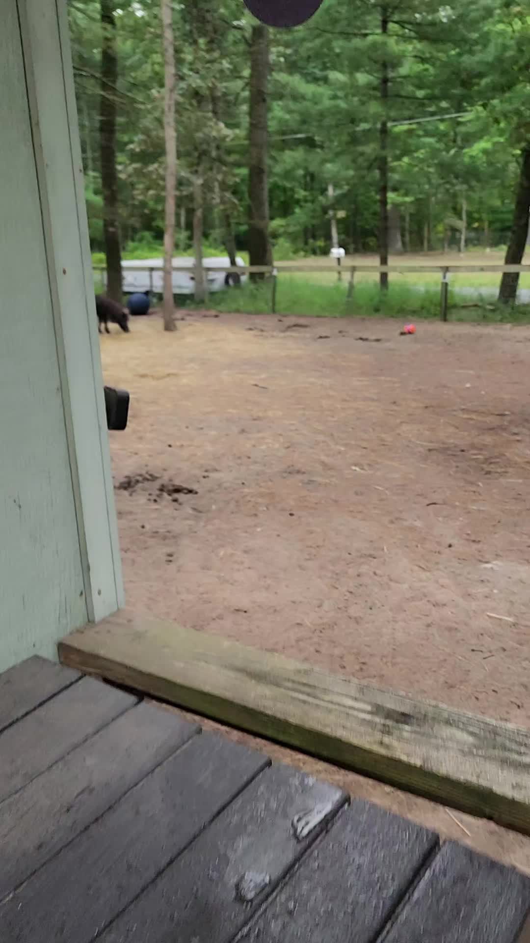 @minihorsemomandtrainer🐴🐴🐴🐴