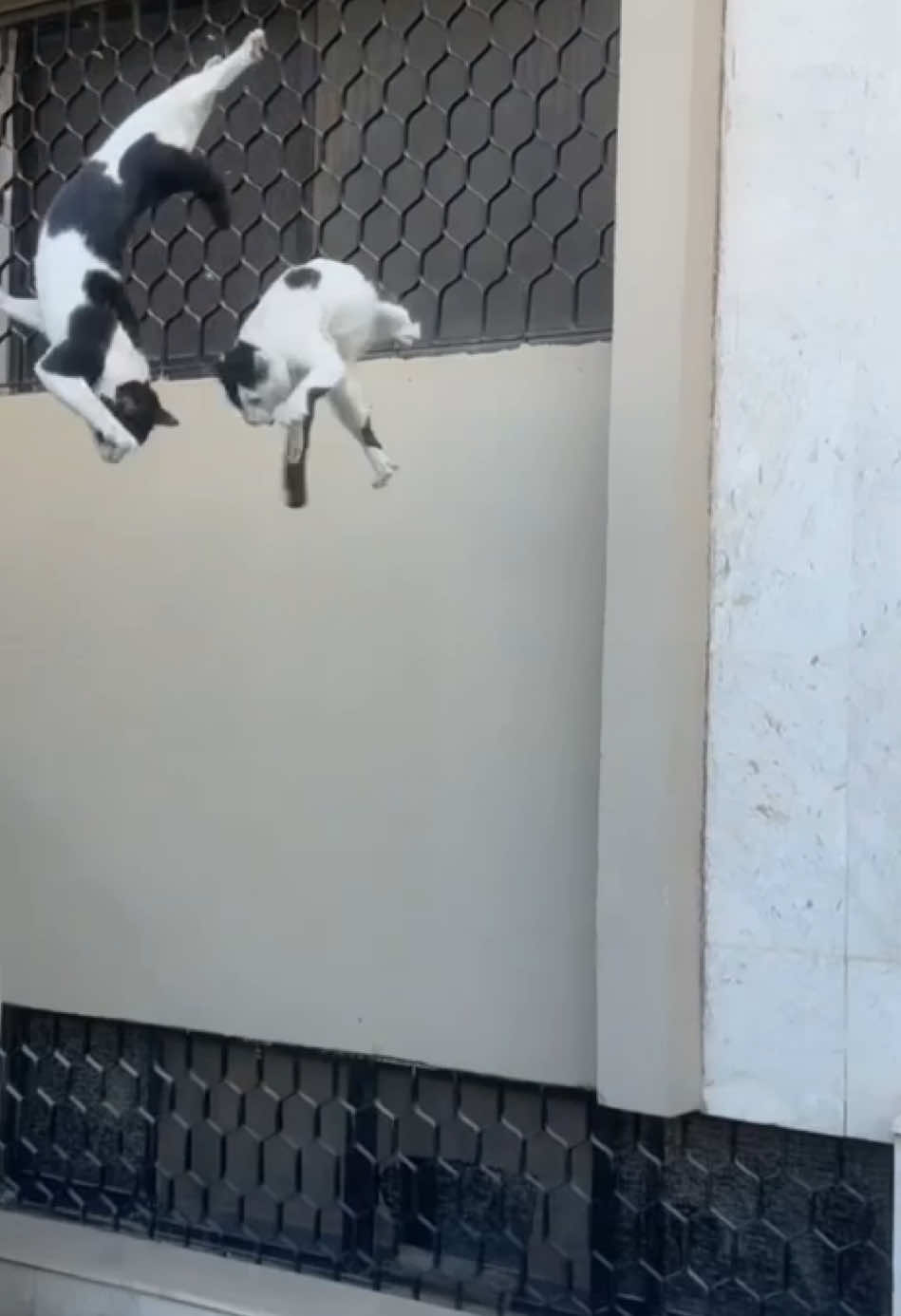 @دكتور عبود