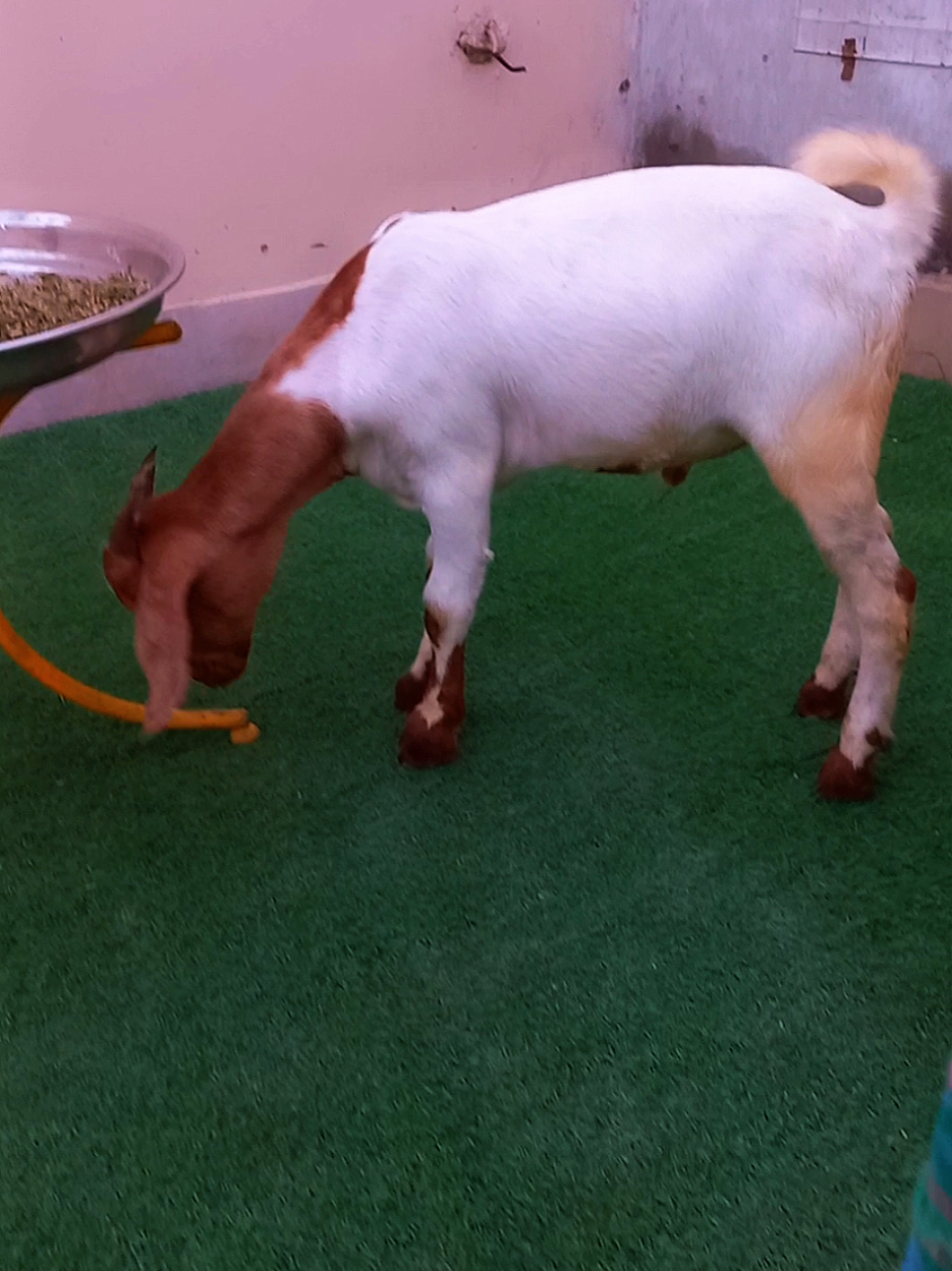 @Mustafa Goats