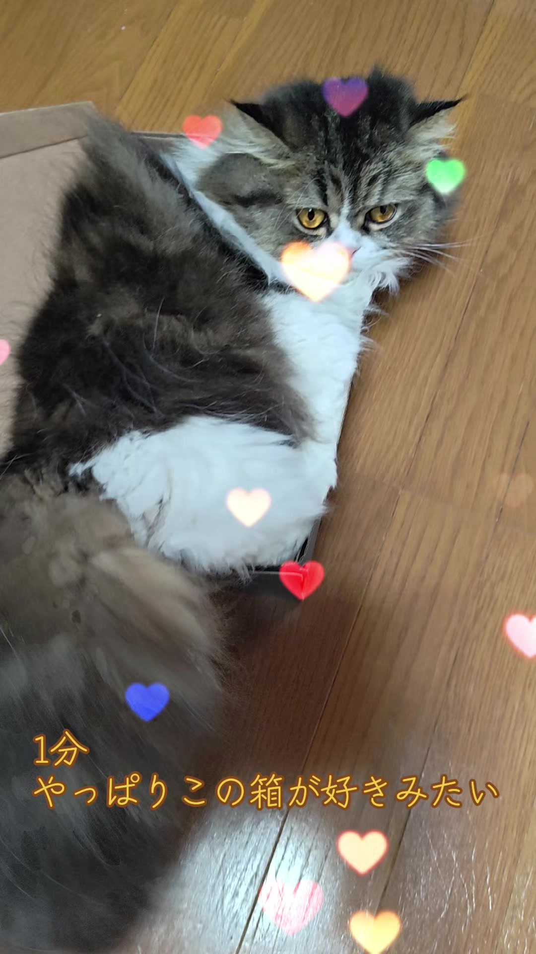 @にゃん太郎︎︎👍✌&sect;これがメインです😺