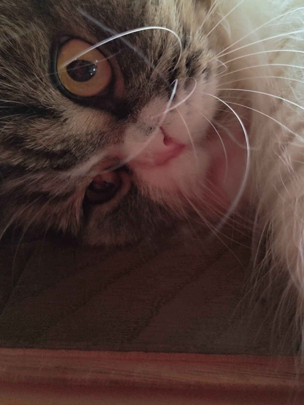 @にゃん太郎︎︎👍✌&sect;これがメインです😺