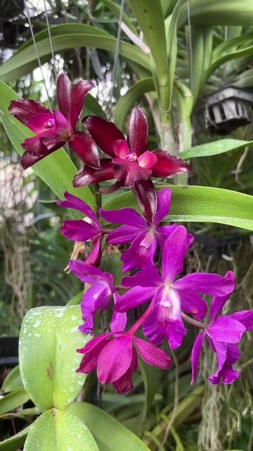 @Anarda Orchids