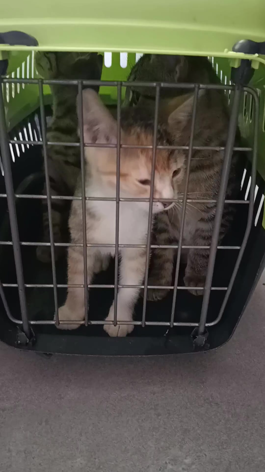 @cats&dogs)