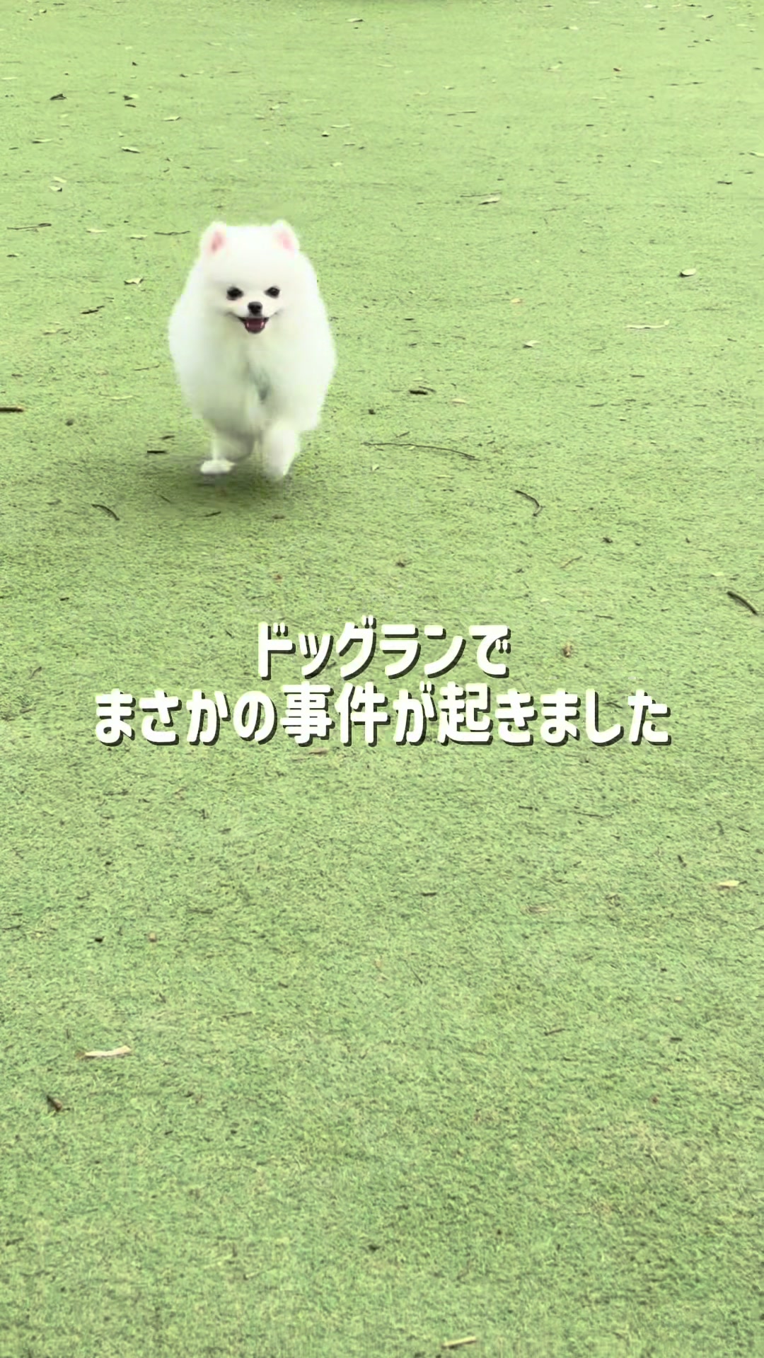 @ポメラニアンのミル🍼