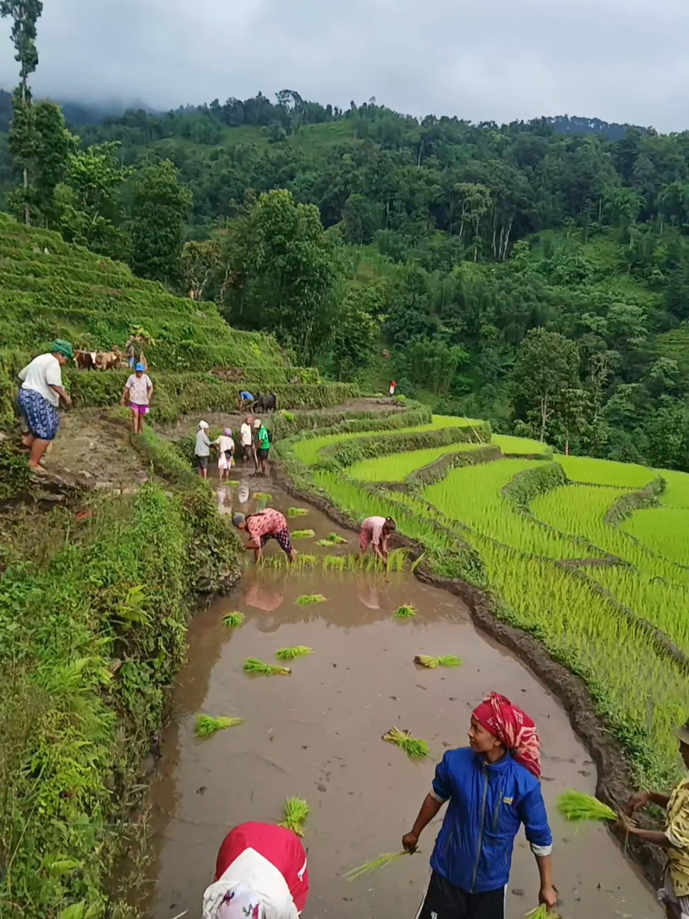 @मनिषा चाम्लिङ्ग राई🦋