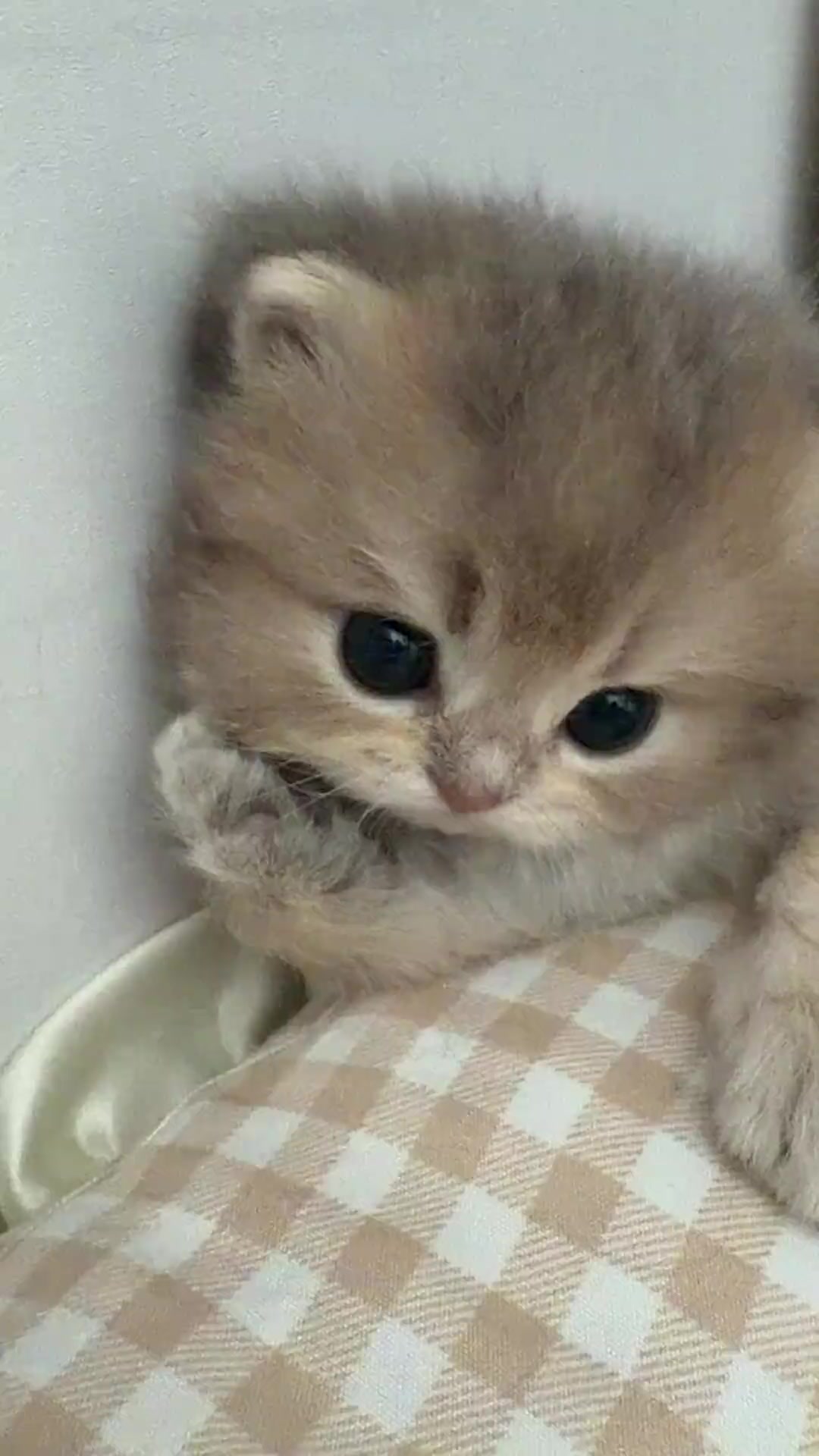 @FluffyTales