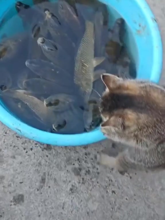 @gonzo_cats