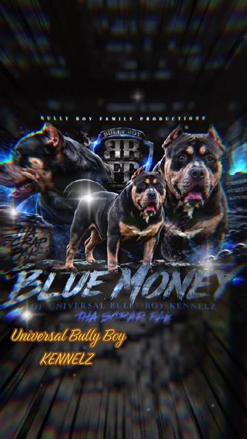 @BULLY BOY FAMILY PRODUCTIONS