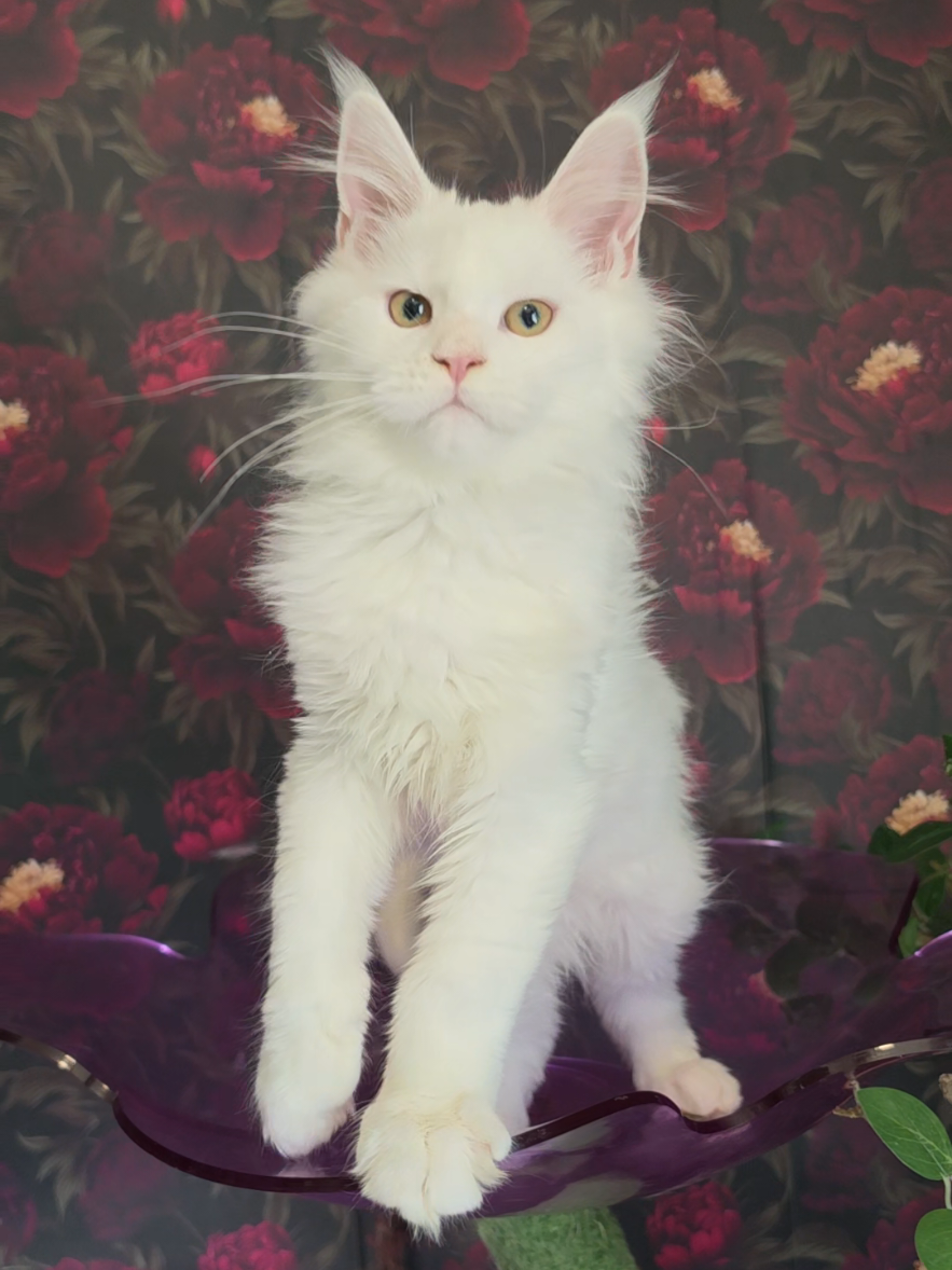 @Peaky Claws Cattery