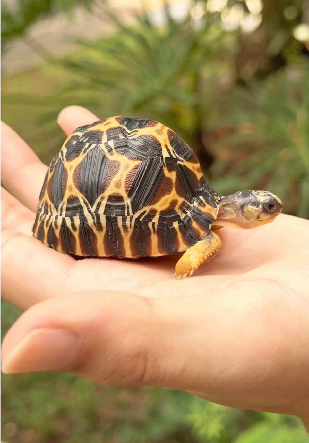 @Tortoisesworld
