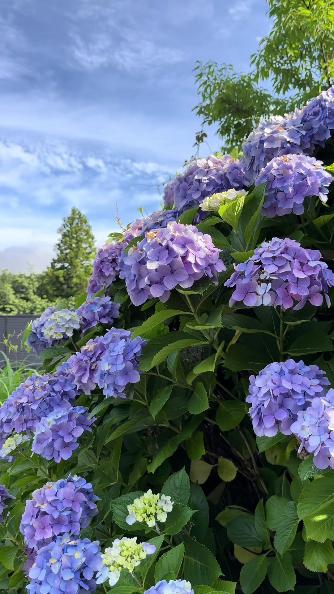 @japan.guidepal