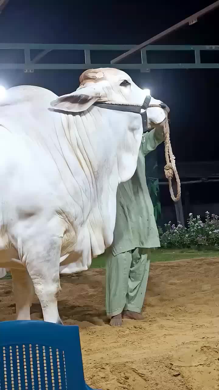 @Karachi Bull lovers