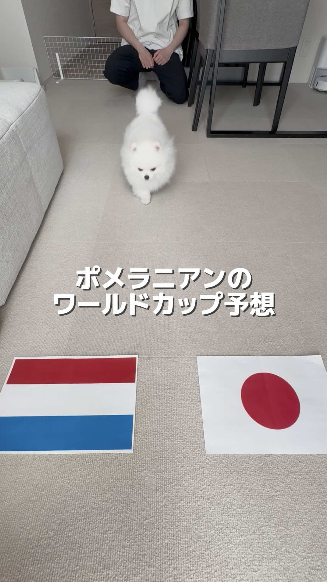 @ポメラニアンのミル🍼