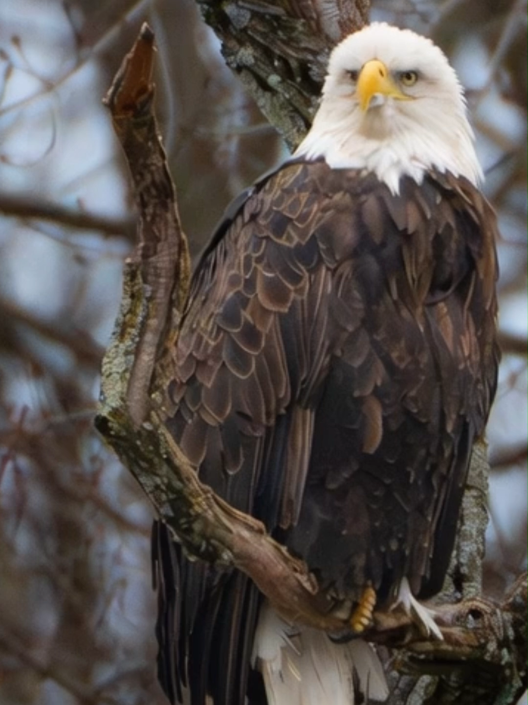 @Eagle Lover 143