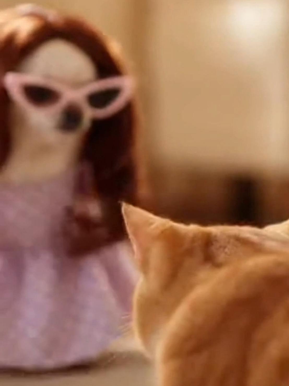 @Purrfect Moments