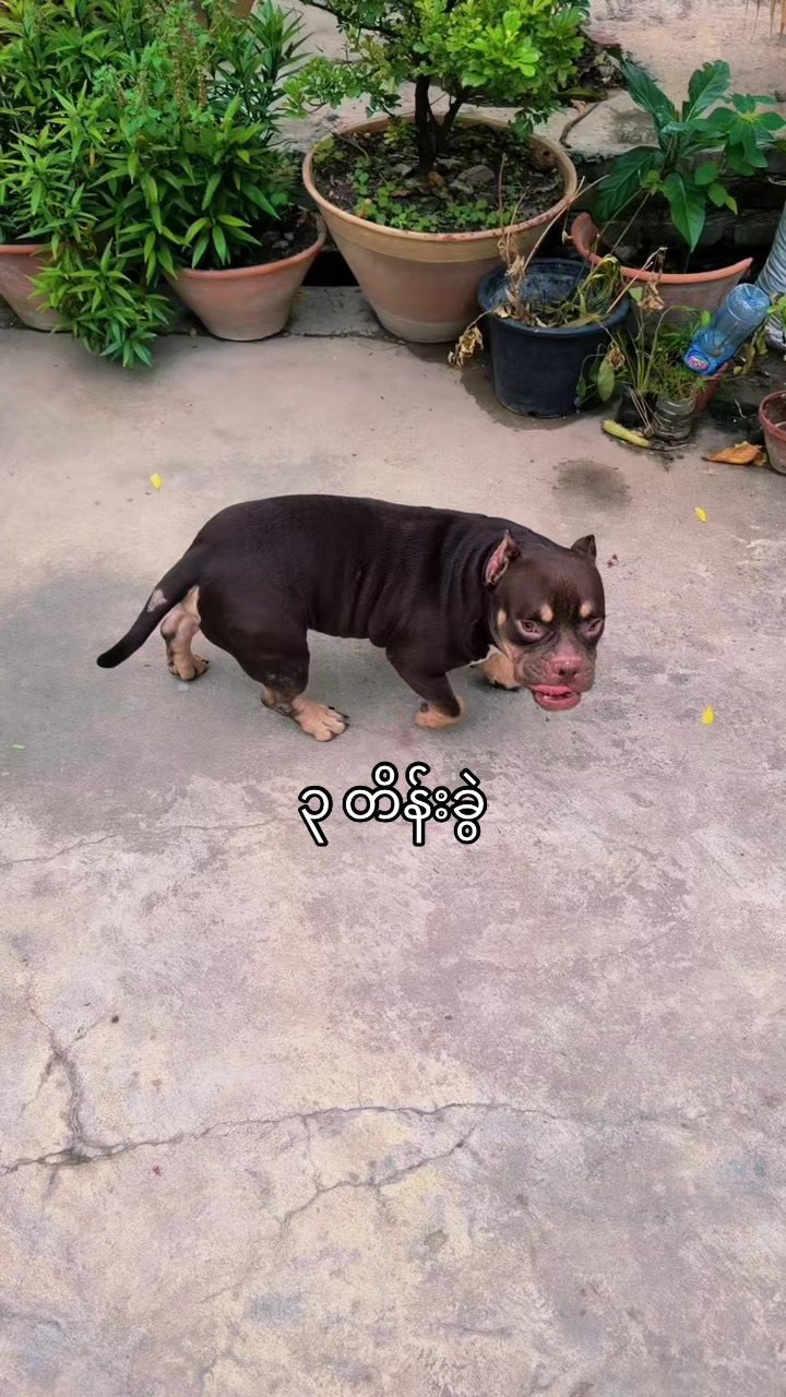 @Sky Pet Shop MDY 2