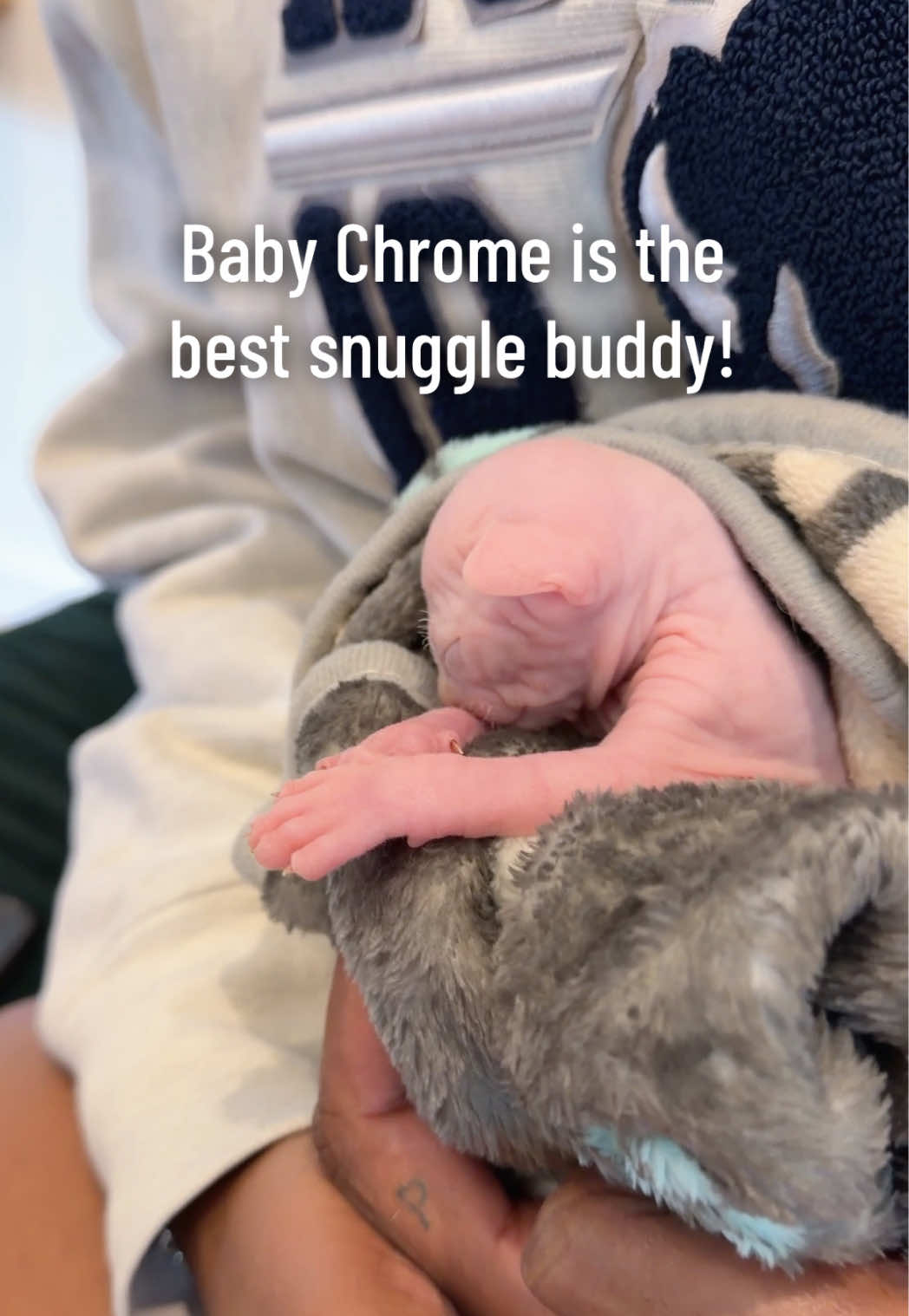 @Boba&rsquo;s Buds Minskin Cats