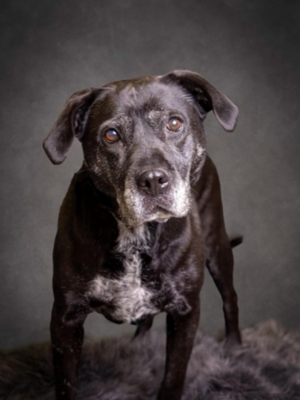 @One Love Animal Rescue Group