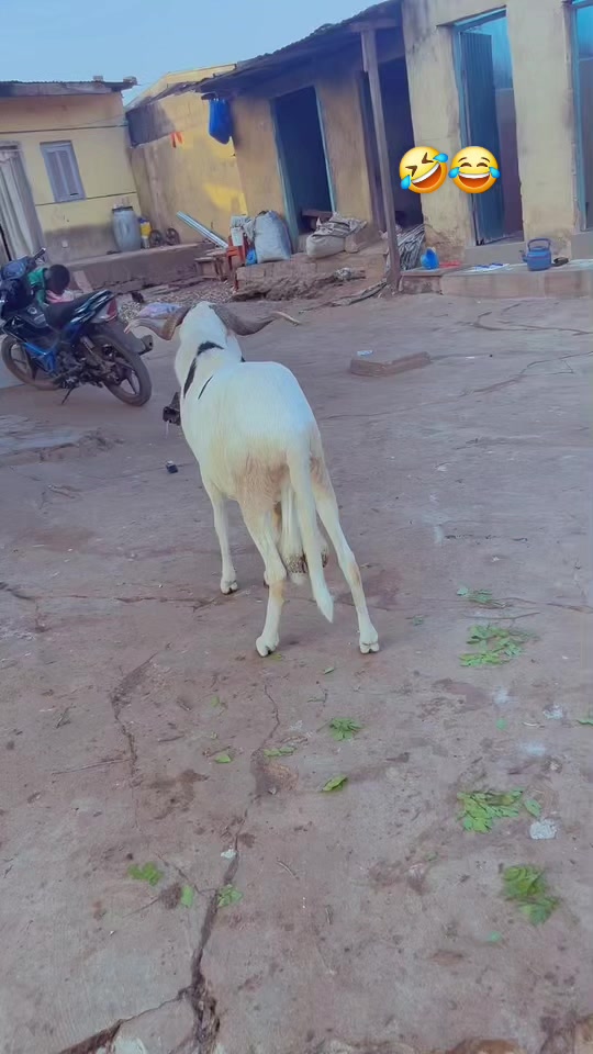 @LE BERGER☘️ÉLEVER💦🥰🇨🇮🇲🇱