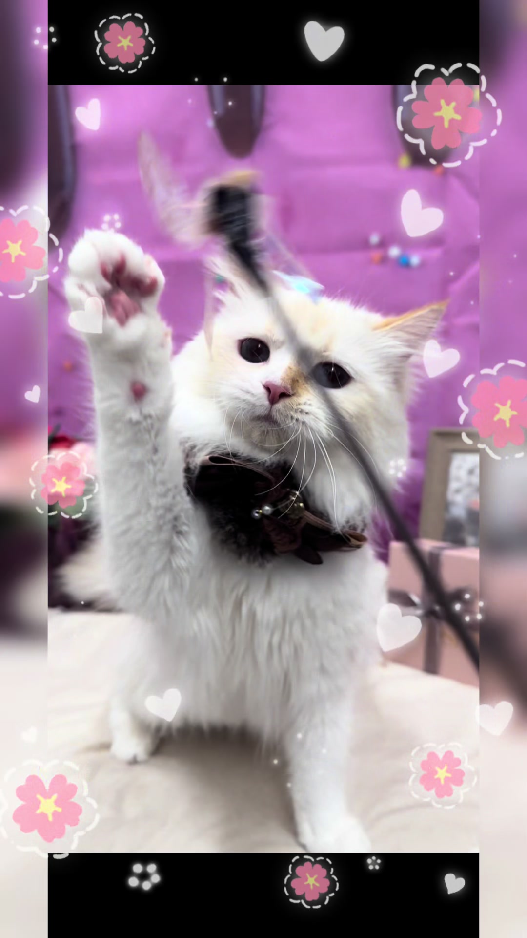 @petsalon_connect