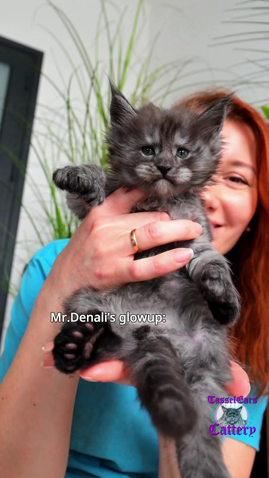@Tassel Ears Maine Coon Cattery