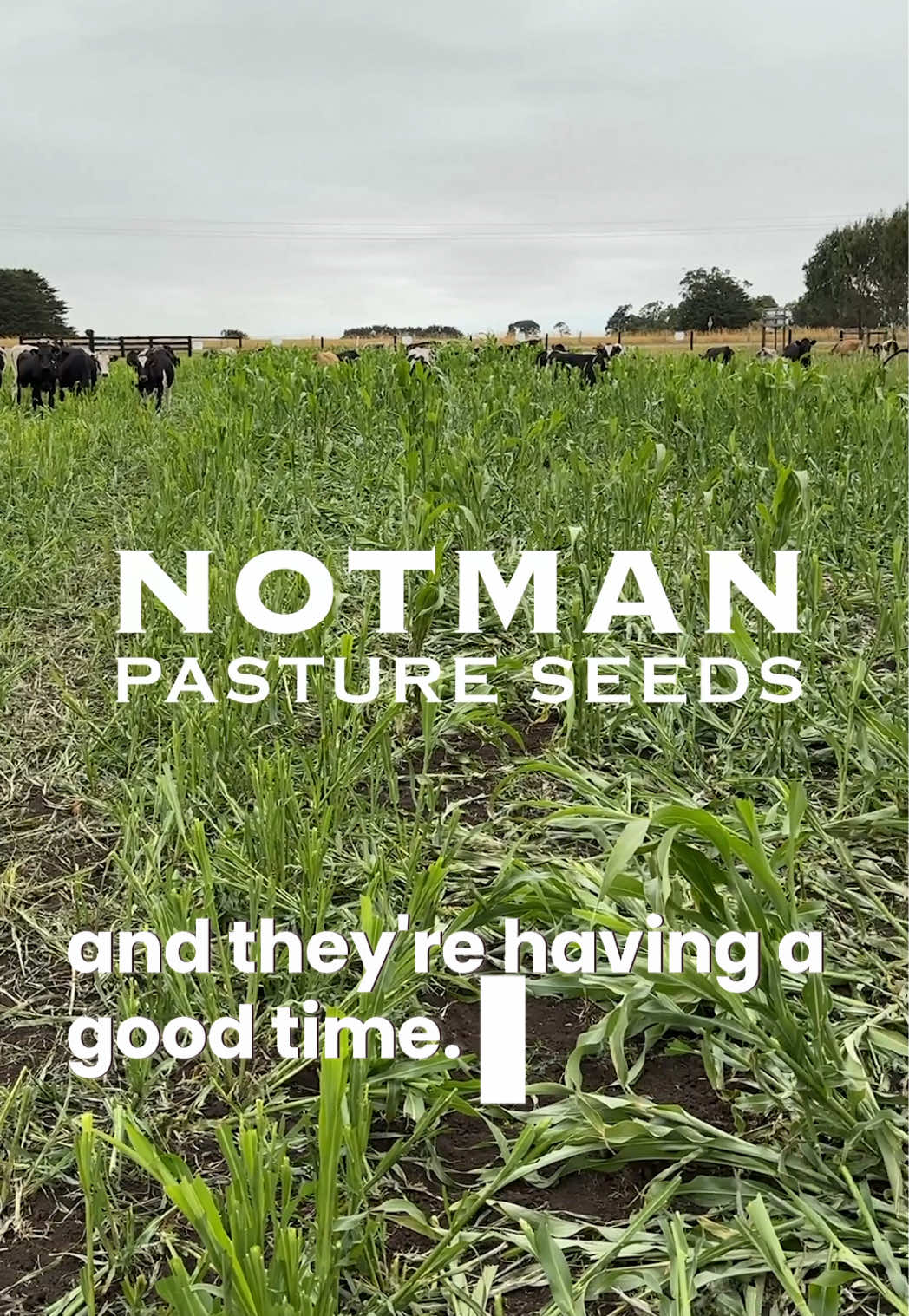 @notmanpasture