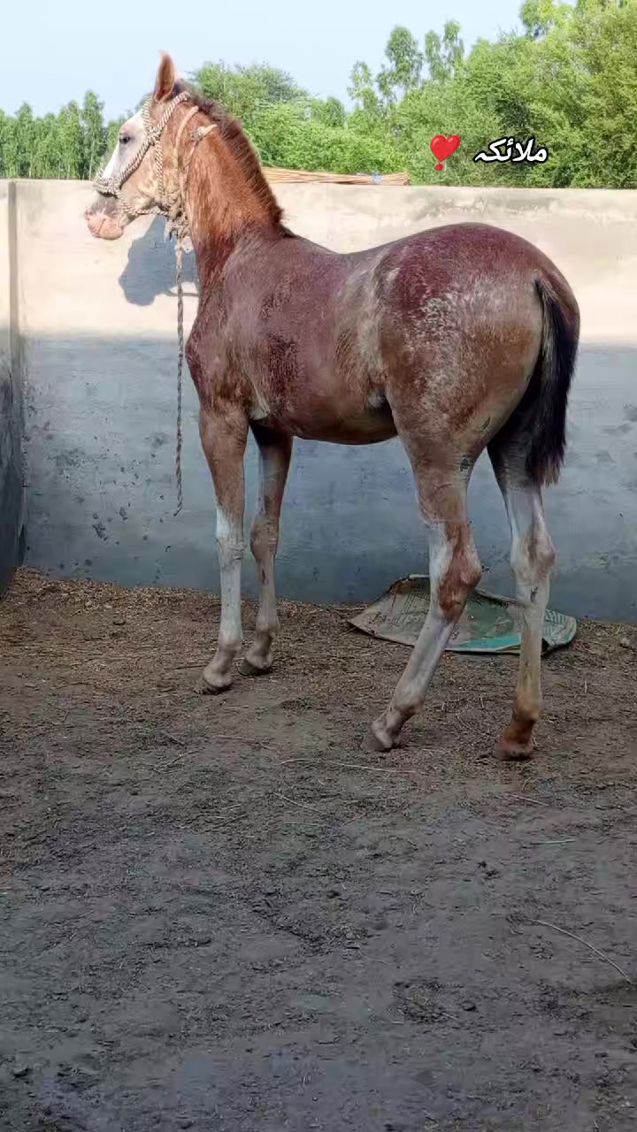 @@𝙂𝙍 𝙃𝙤𝙧𝙨𝙚 𝙁𝙖𝙧𝙢 🐴