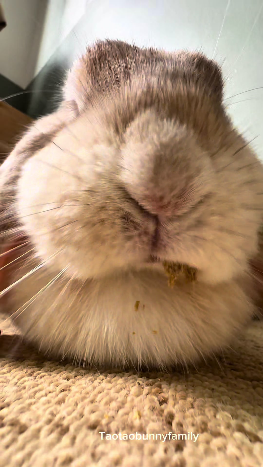 @Taotao Bunnyfamily