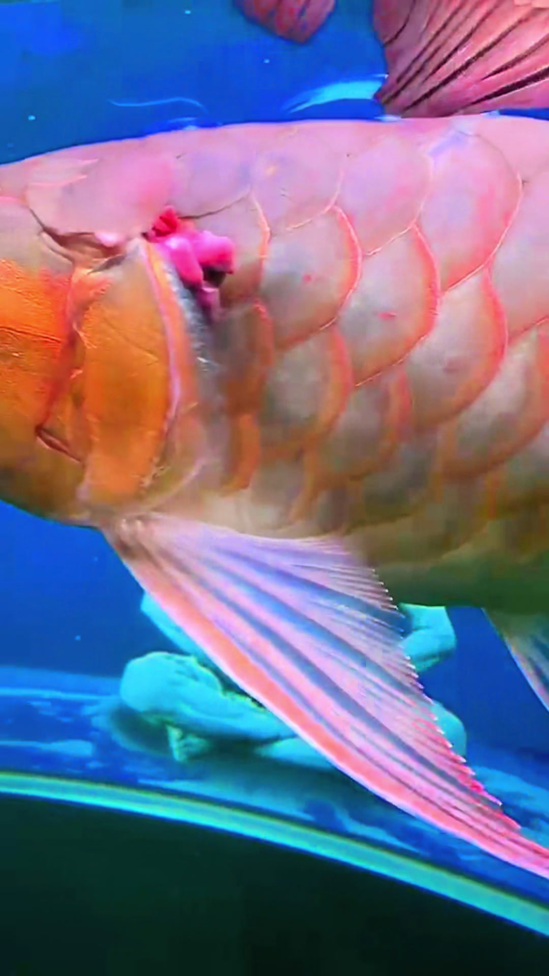 @MK AROWANA SPECIALIST