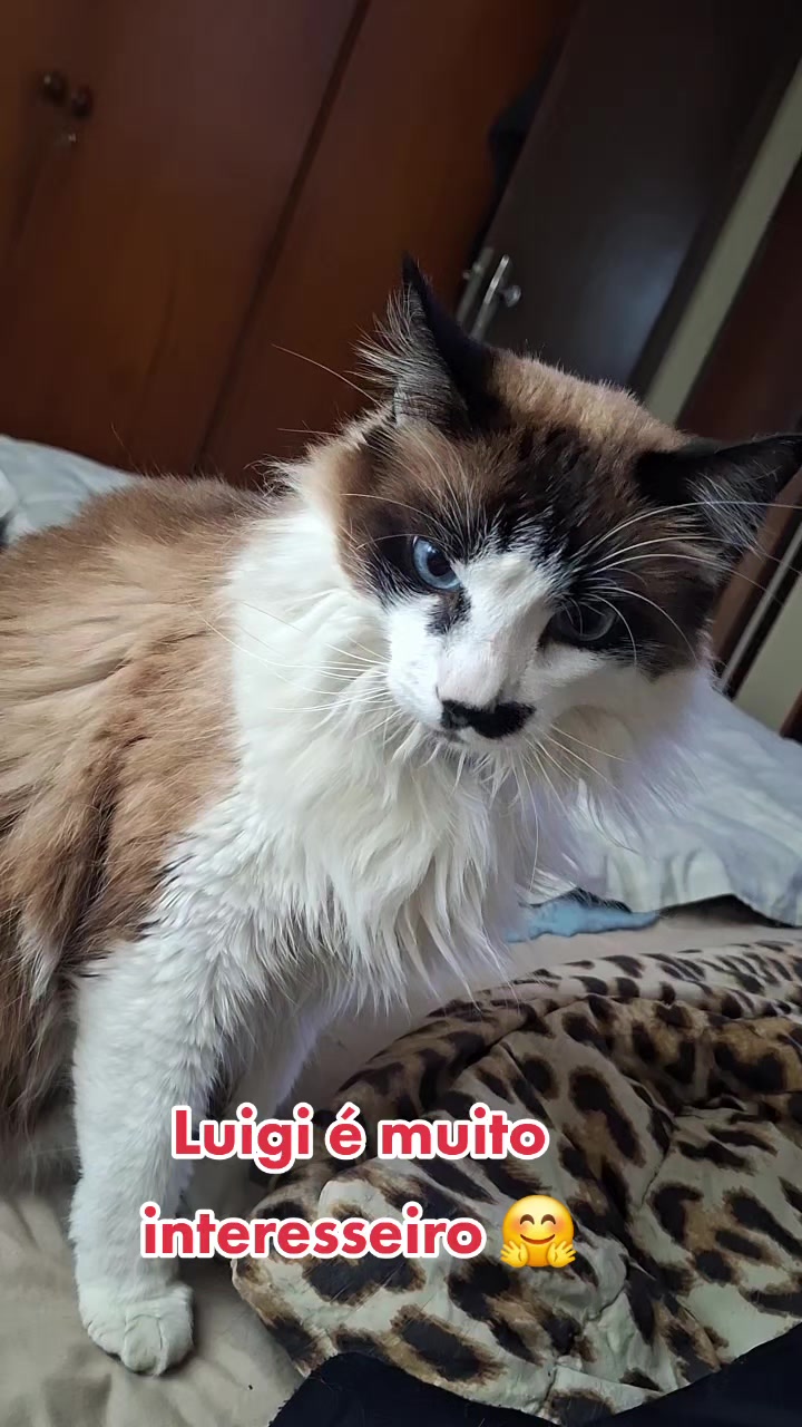 @MagdaAmoAnimais😾🐶🕊