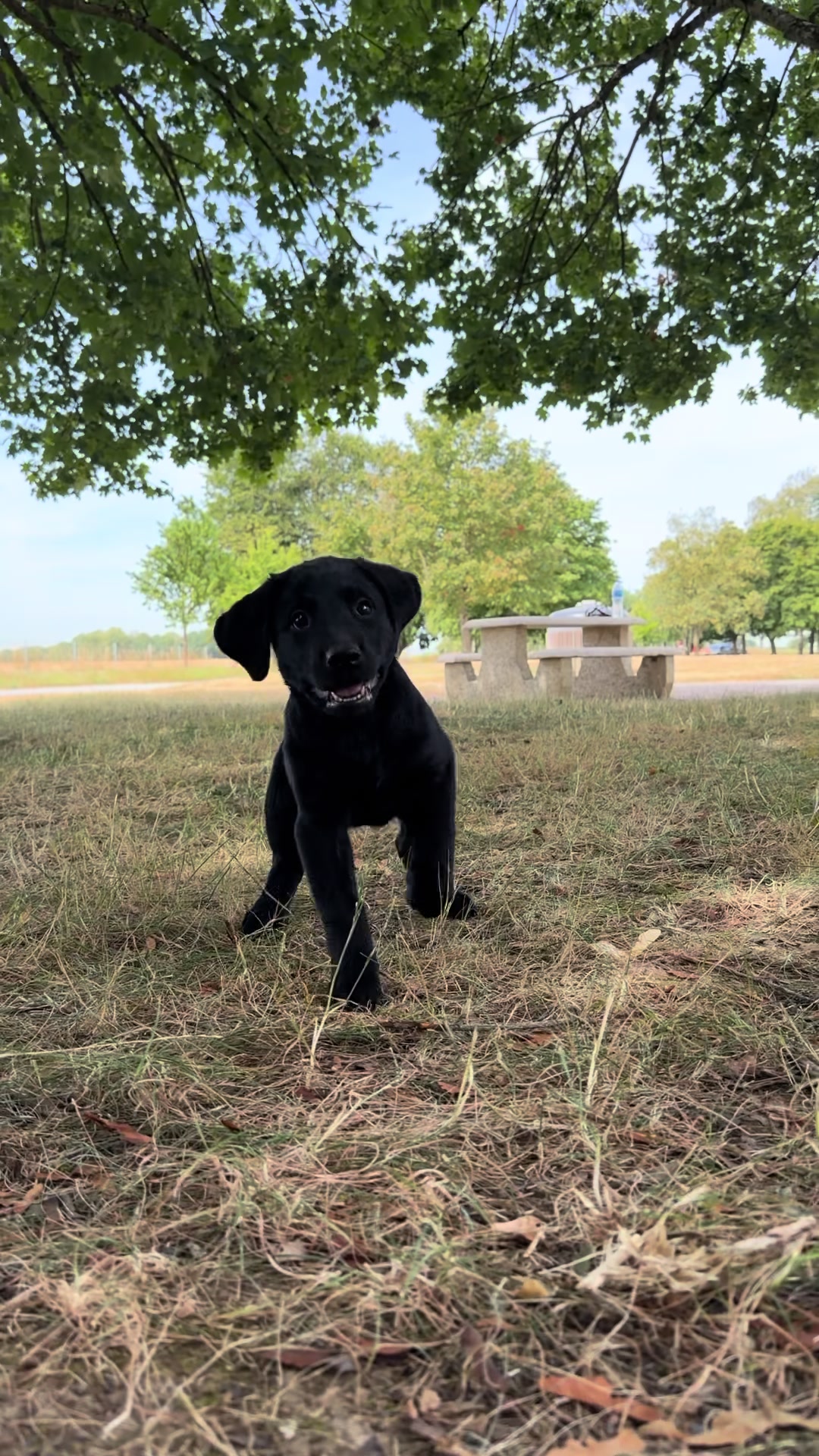 @Chiens Guides de l&rsquo;Est
