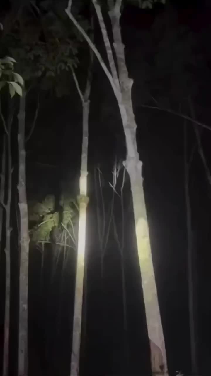 @veggia.toonsO3🫡