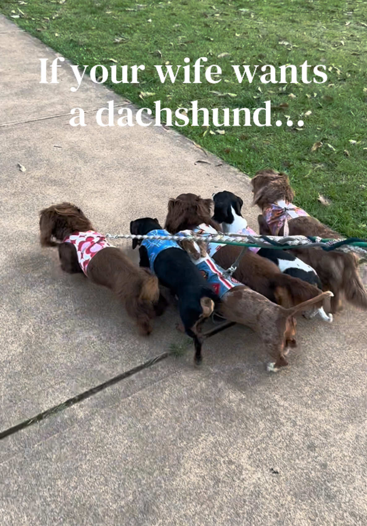 @ONATAH Dachshunds