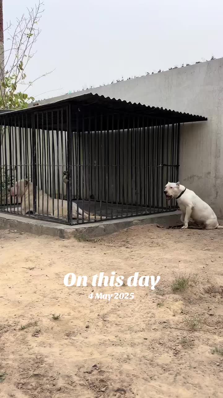 @LIGER the DOGO ARGENTINO