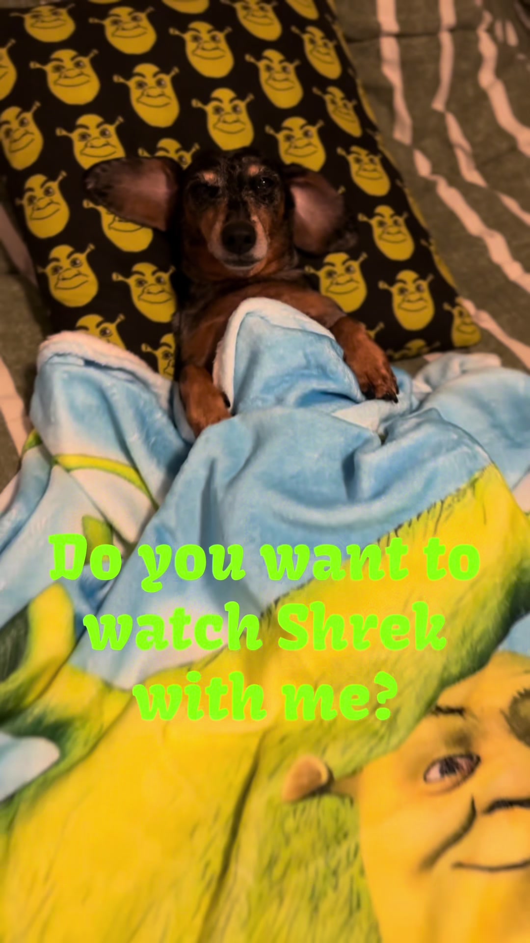 @ONATAH Dachshunds