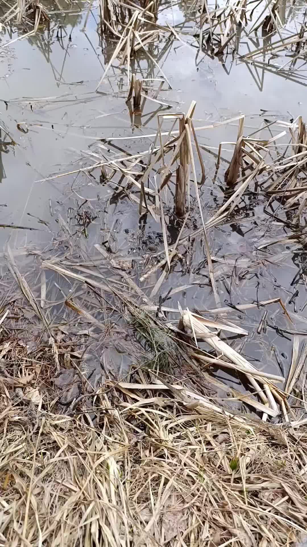 @Элодея