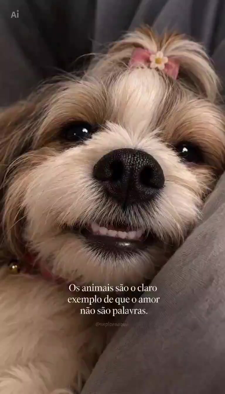 @Explore Aquii 🐾🐾✨️