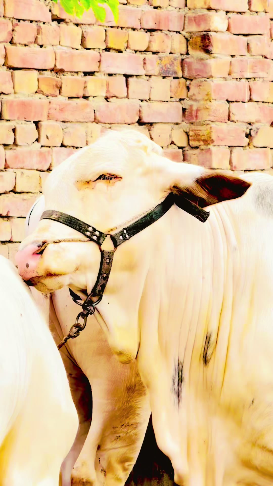 @Unique Cattle Farm