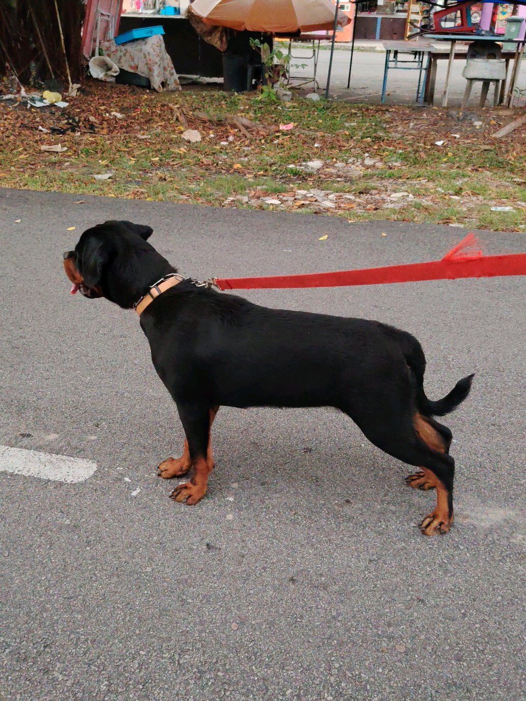 @Bamboozler kennel
