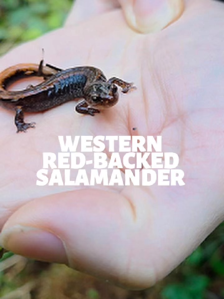@Endangered Ecosystems Alliance