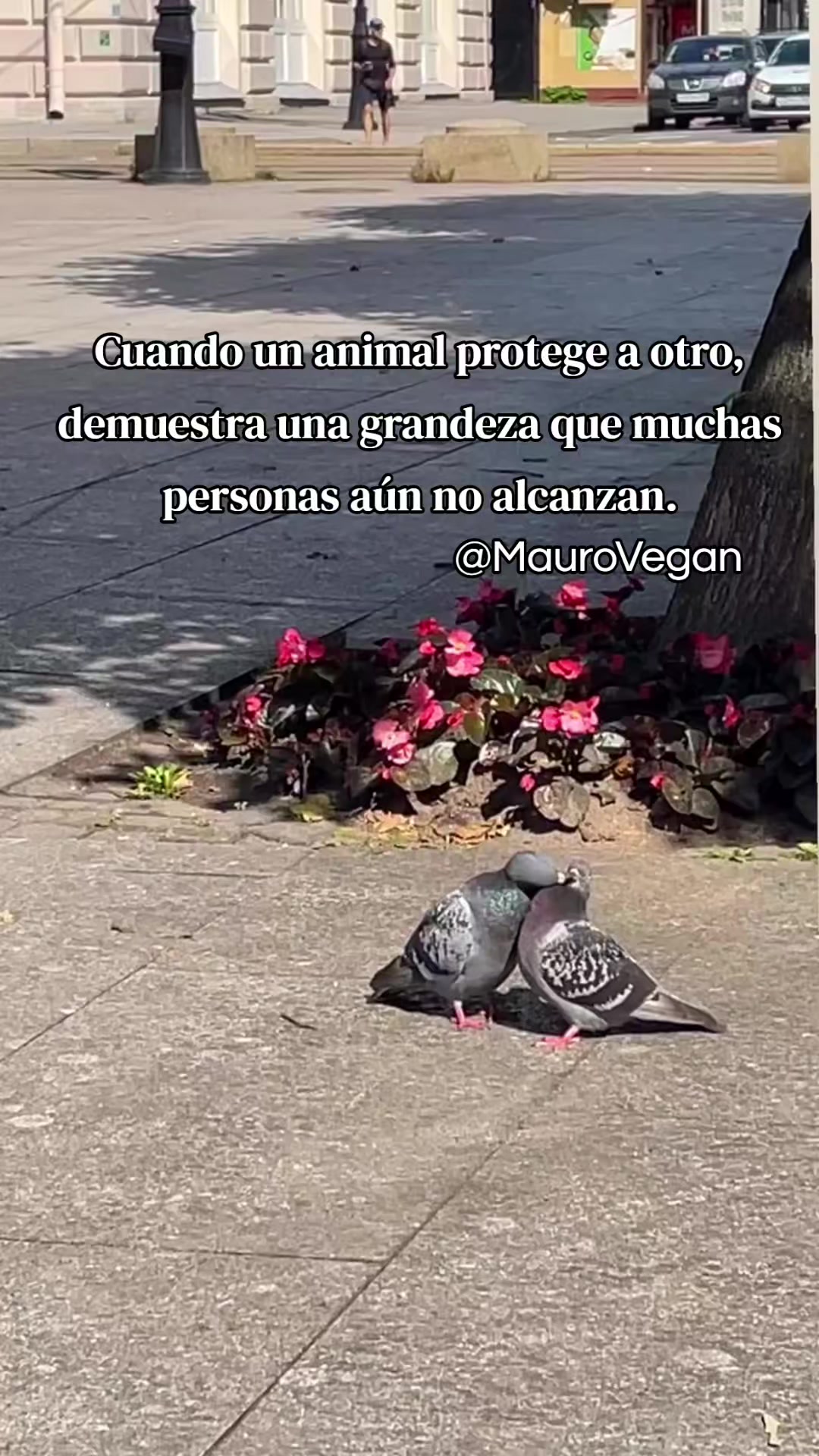 @Mauro Vegan🐑
