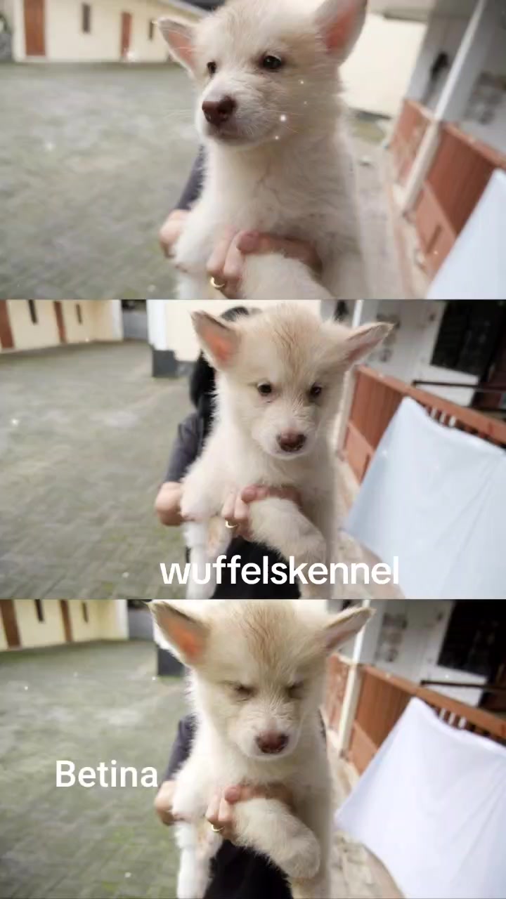 @wuffels