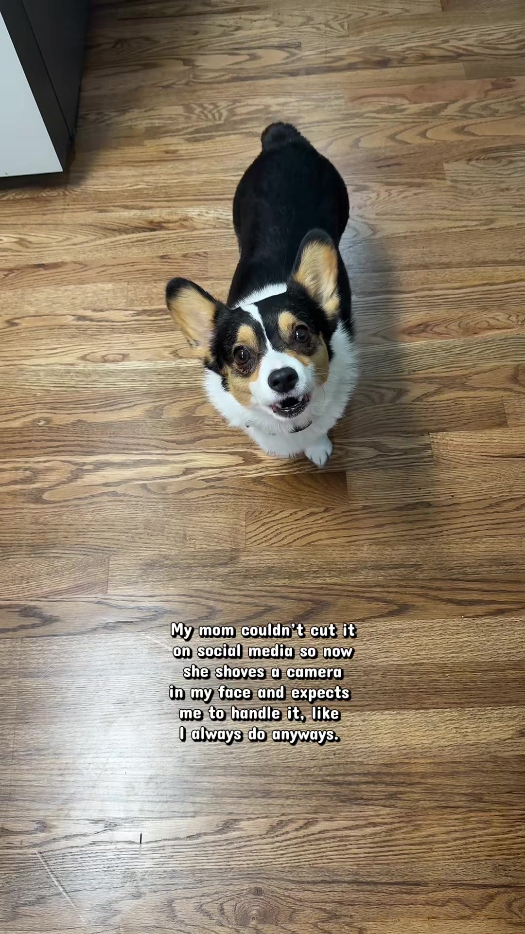@Little Miss Rosie 🐾