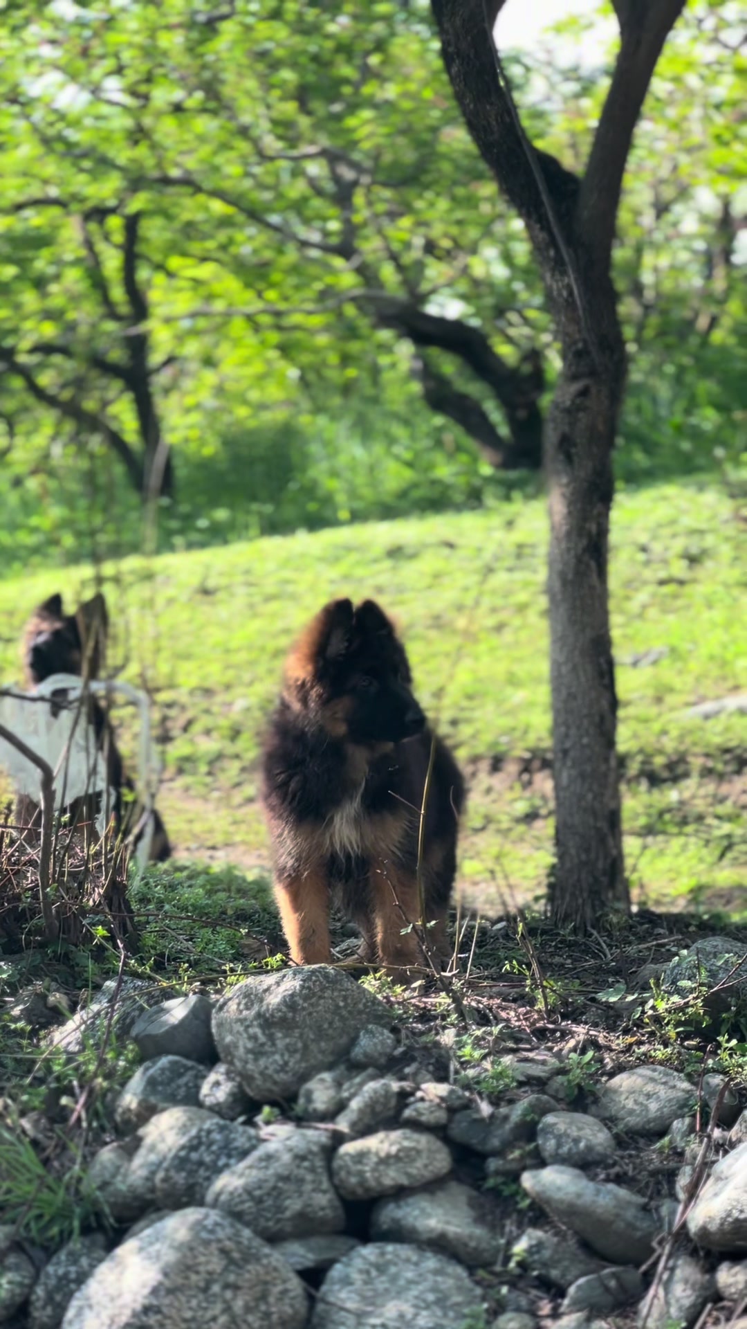 @Ha〽️زÃ 🐺