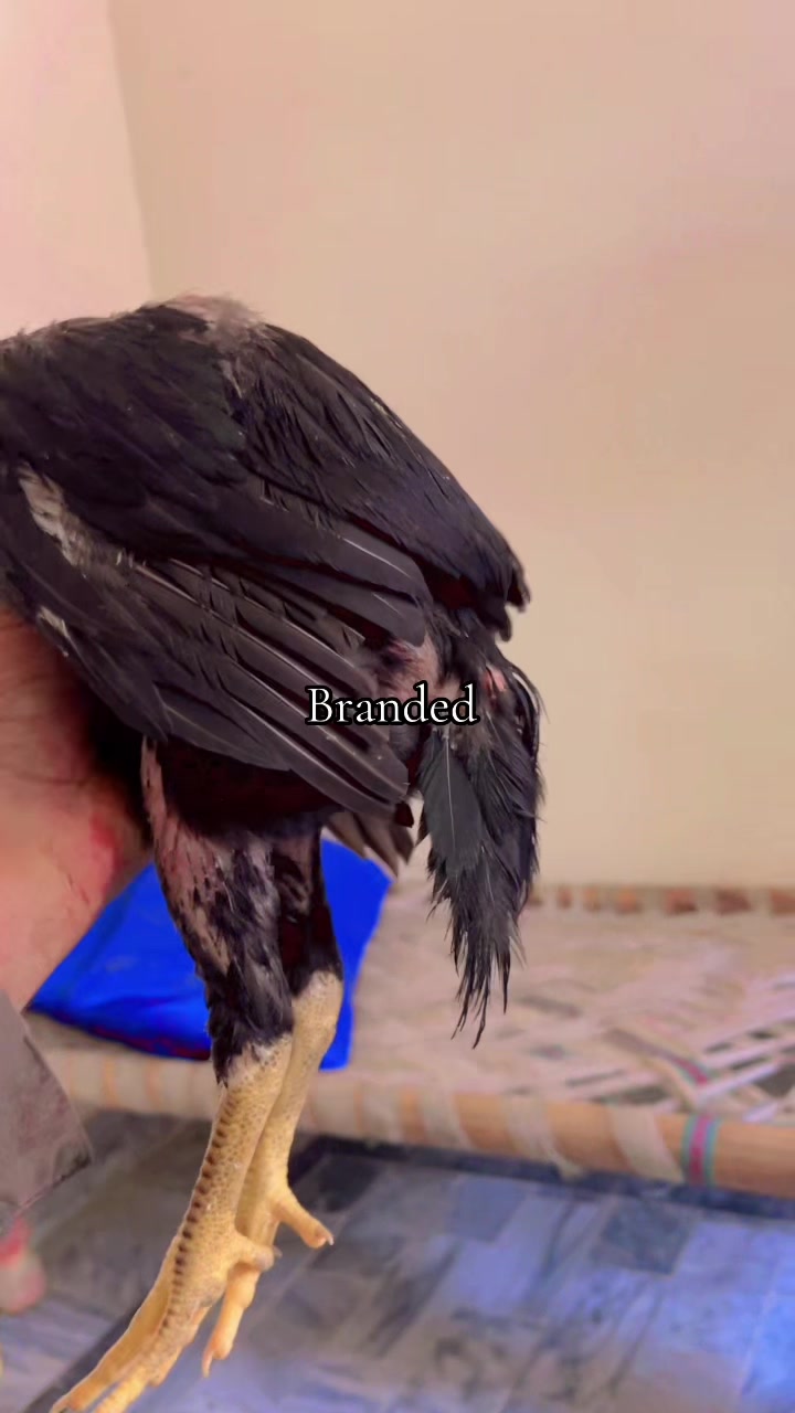@🦅Home Bread Aseel 🦅