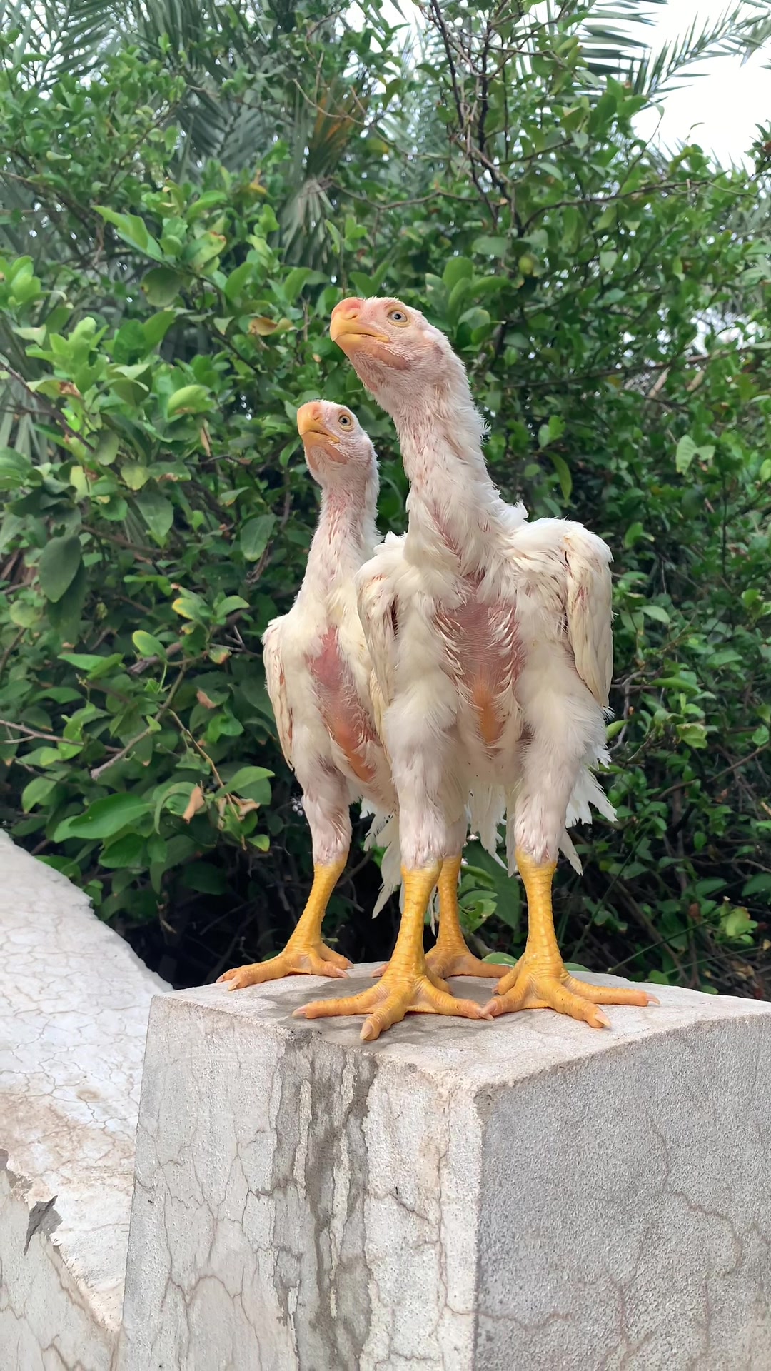 @Birds_Goat